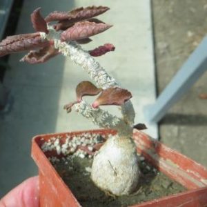euphorbia ambovombensis caudex