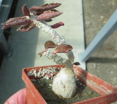 euphorbia ambovombensis caudex