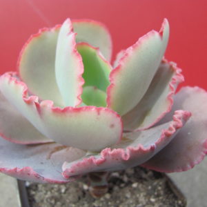 Echeveria   Crinoline