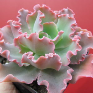 Echeveria     Blue   Curls