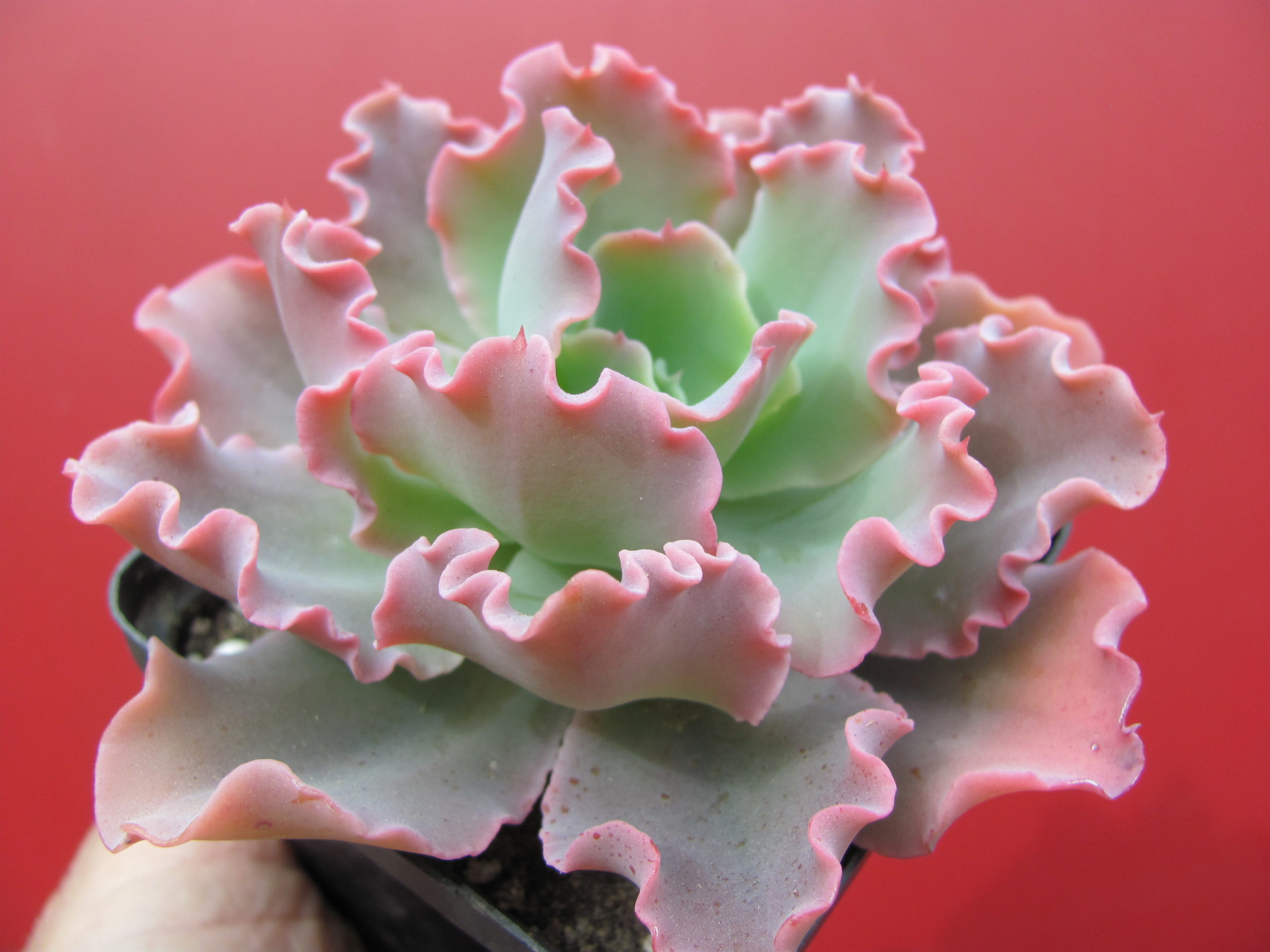 Echeveria     Blue   Curls