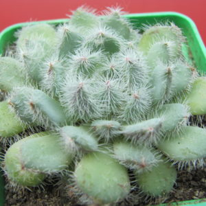 Echeveria   deminuta