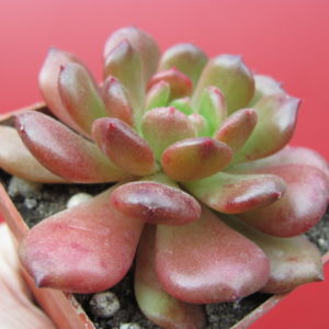 Echeveria    *Fantasia  Carol*