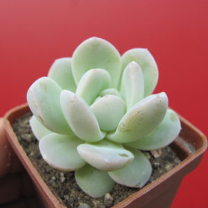 Echeveria    hybr.    #19       ( hybrid  Lipskiy )