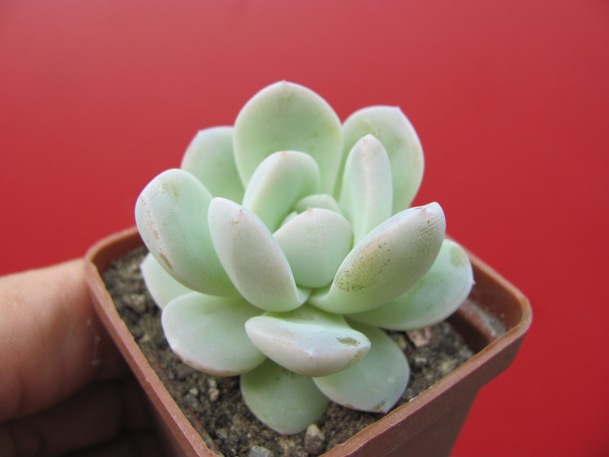 Echeveria    hybr.    #19       ( hybrid  Lipskiy )