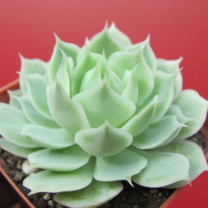 Echeveria    Laguna  Sanchez  hybr.