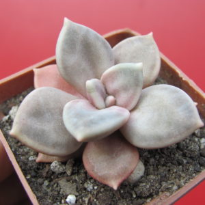 Echeveria   xichuensis