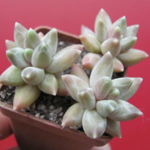 Pachyphytum    compactum   Blue