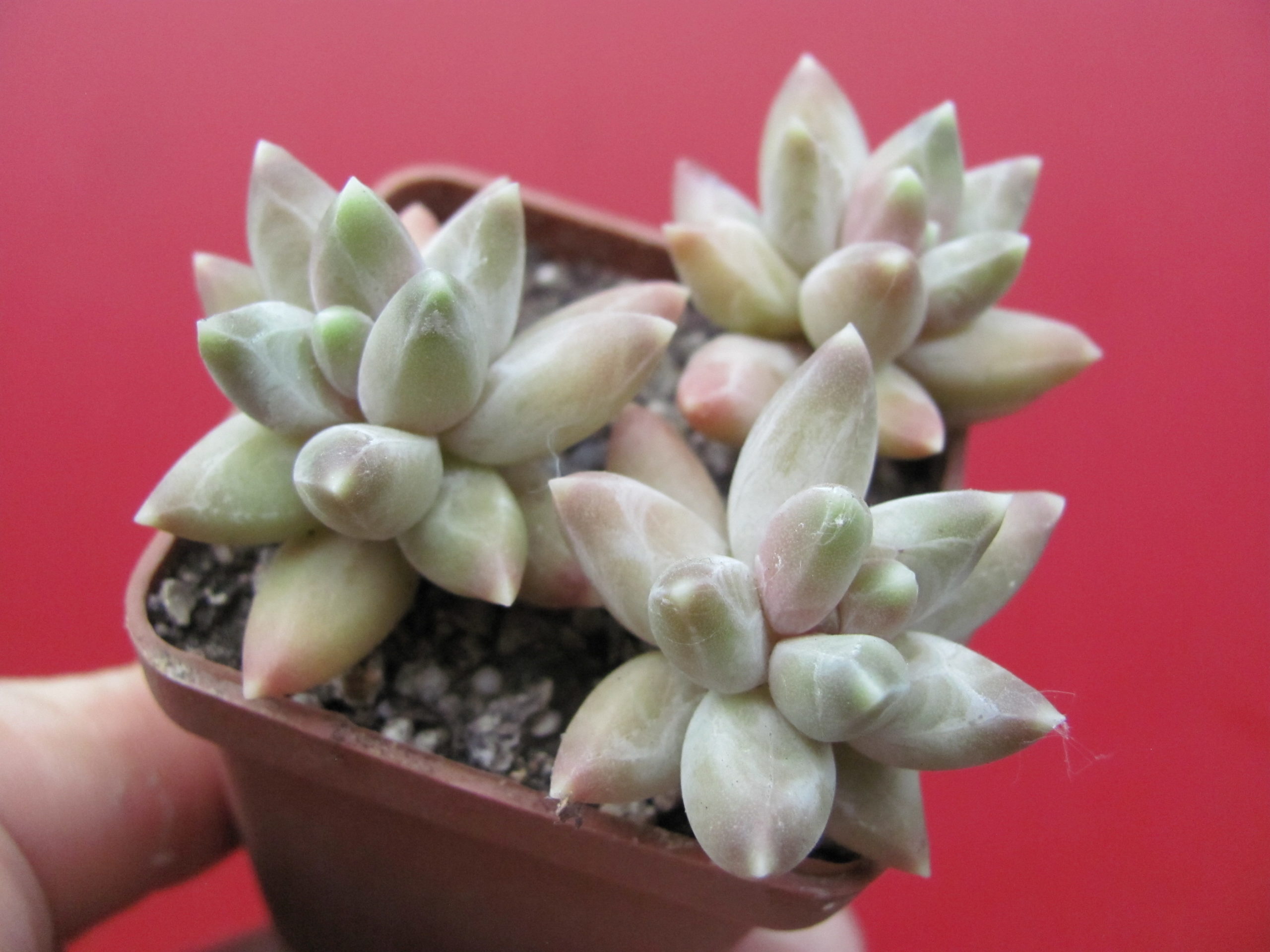 Pachyphytum    compactum   Blue