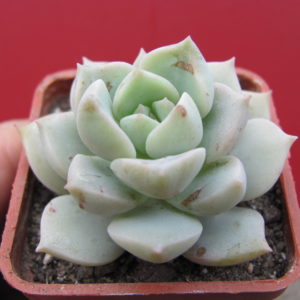 Echeveria   Titubans