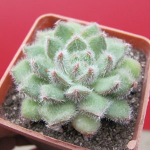 Echeveria    Glitters