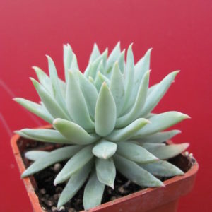 Dudleya   farinosa