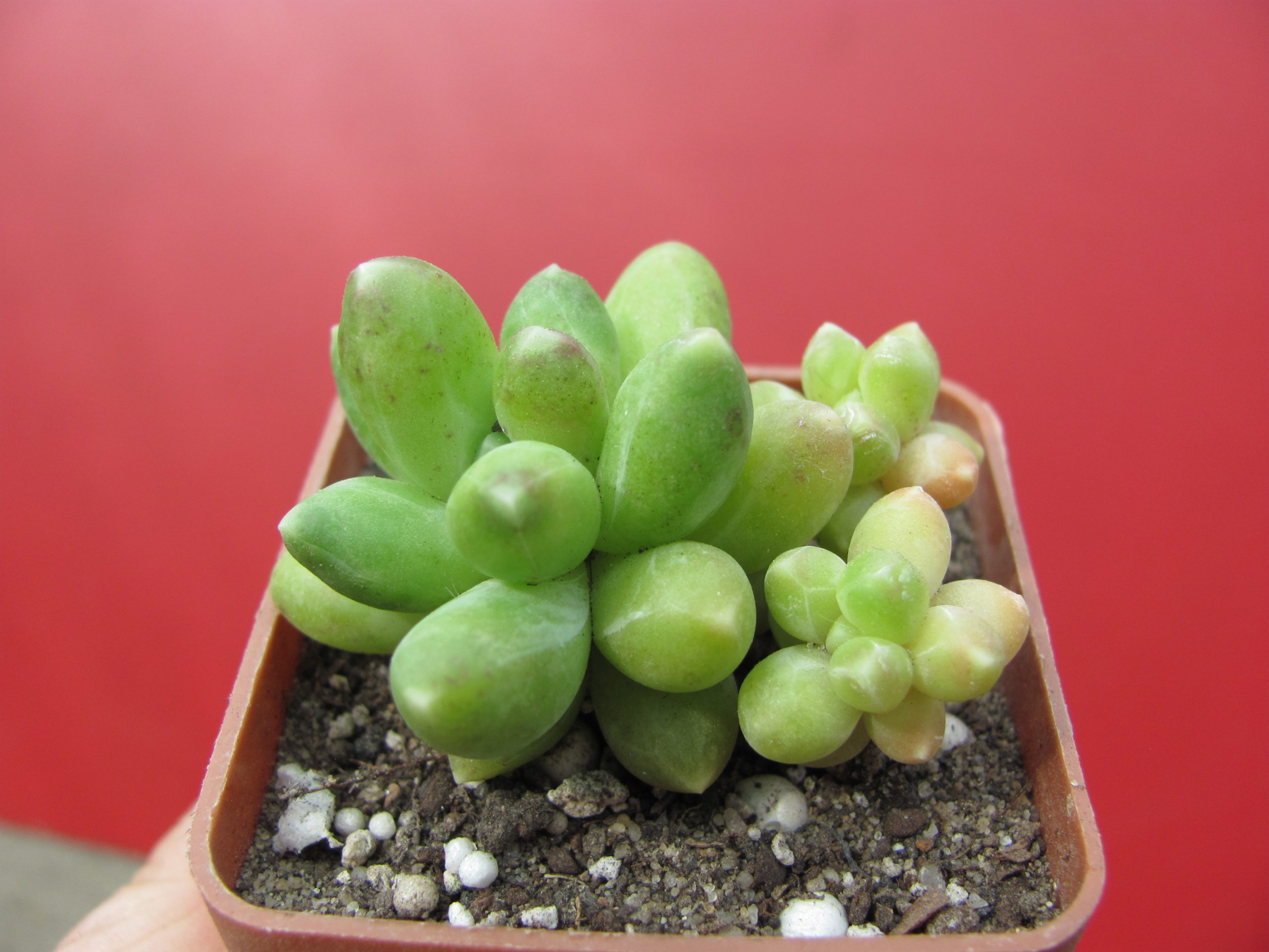 Pachyphytum compactum *Green Big*