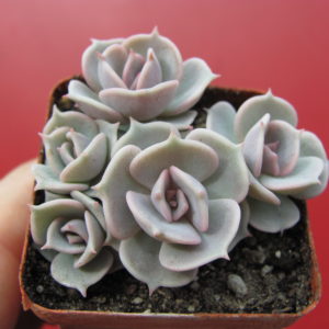 Echeveria    lilacina x Debbie