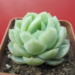 Echeveria   Snow  Ball