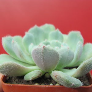 Echeveria   *Comet*