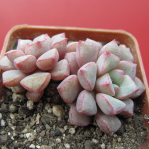 Echeveria   expatriata