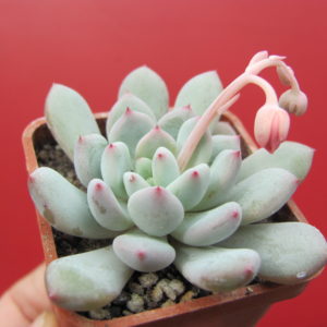 Echeveria   Viant