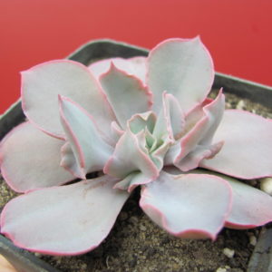 Echeveria    Trumpet   Pinky