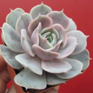 Echeveria    lilacina x Debbie