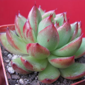 Echeveria   agavoides  Cristmas  F2