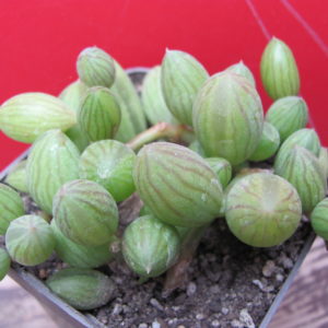 Senecio  herreianus