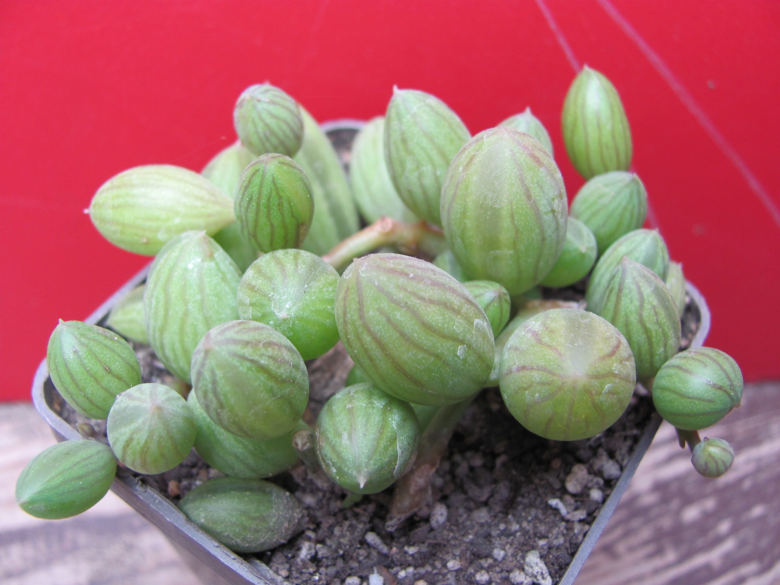 Senecio  herreianus