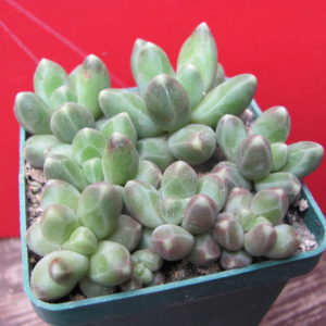 Pachyphytum   compactum   *Green  Big*
