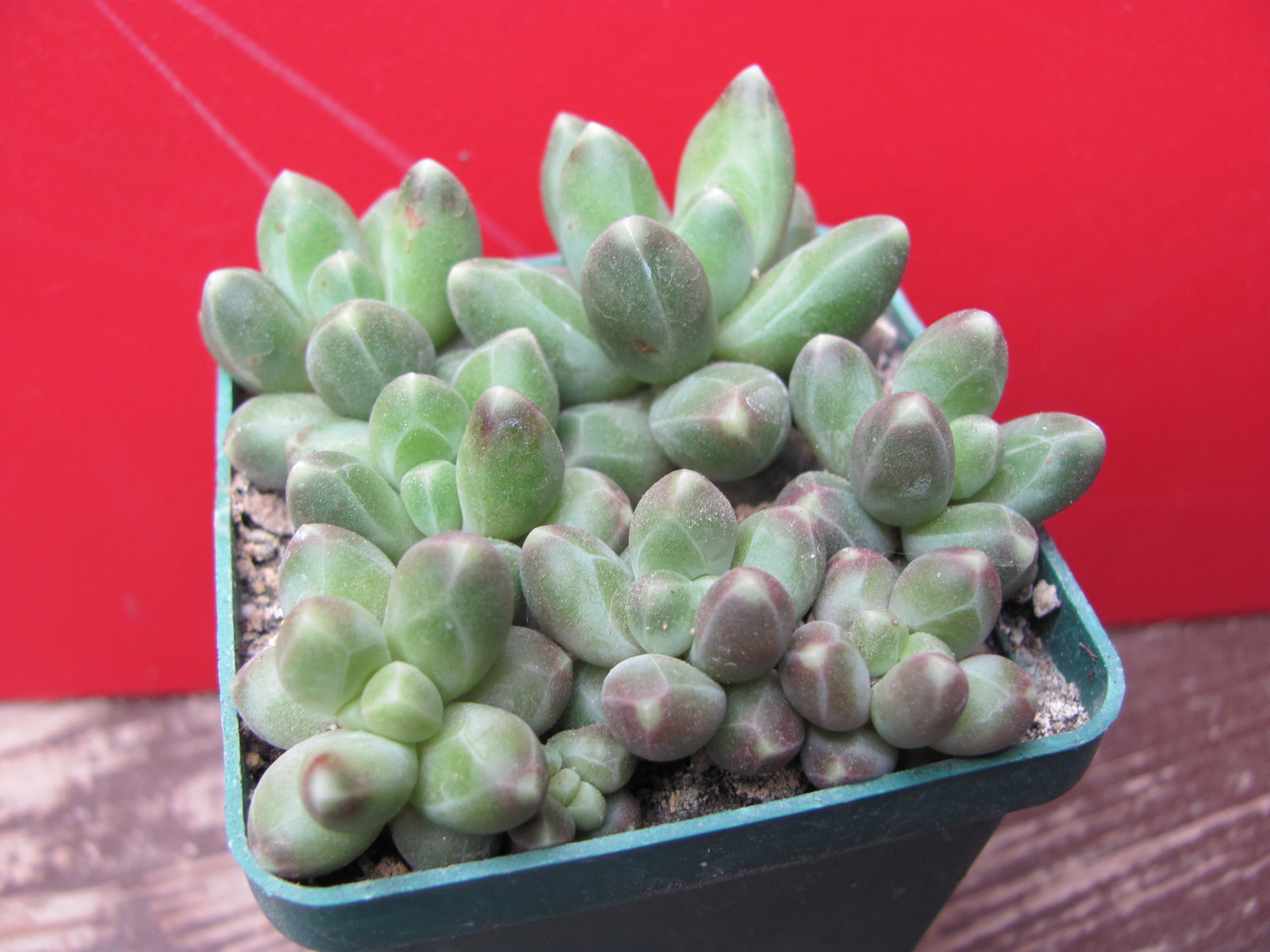 Pachyphytum   compactum   *Green  Big*