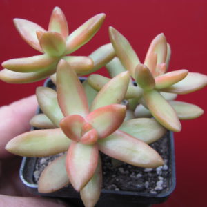 Sedum  adolphii  nussbaumerianum