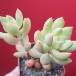Sedum    adolphii