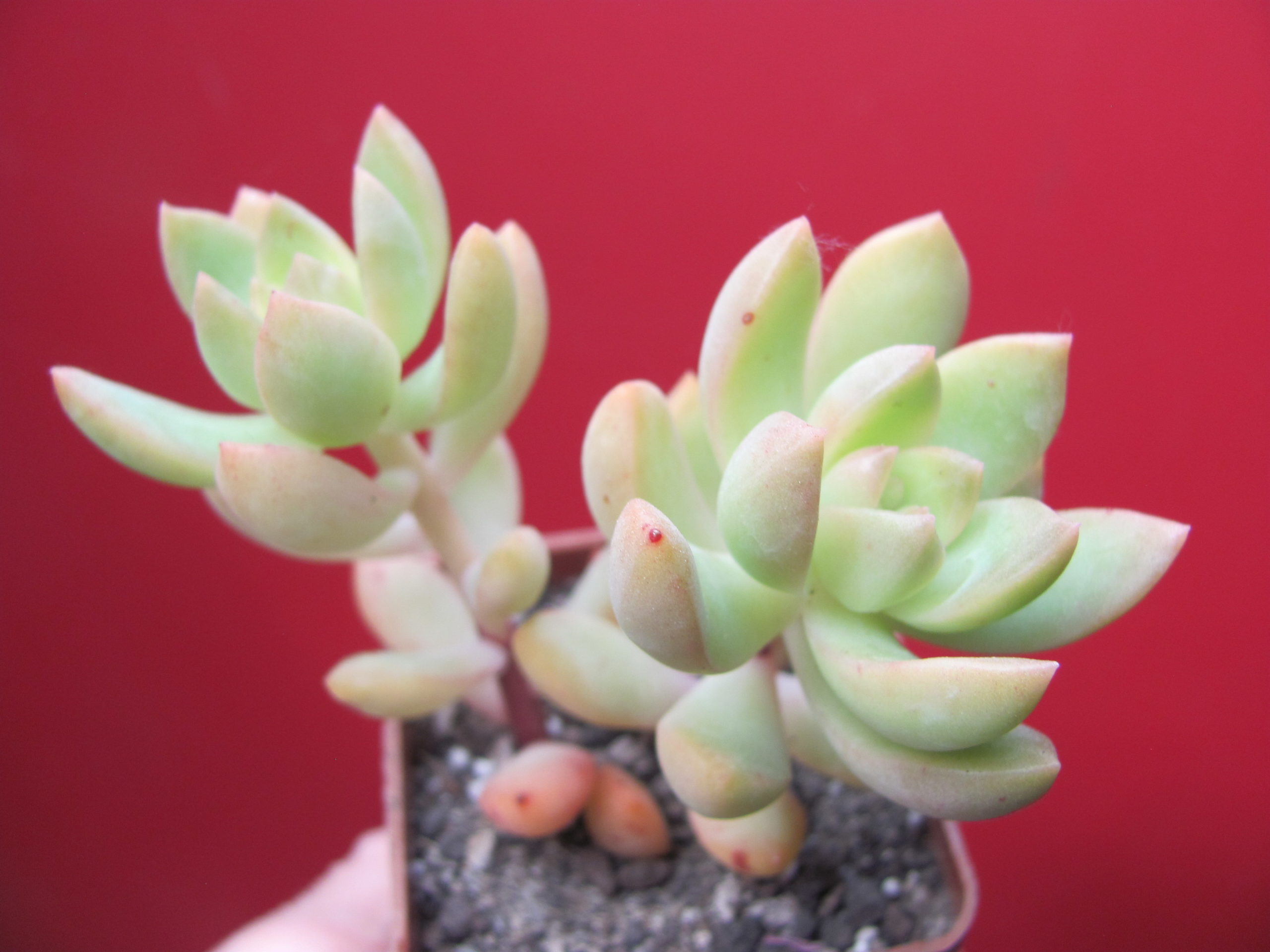 Sedum    adolphii