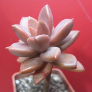 Sedeveria   Bronze  Beauty