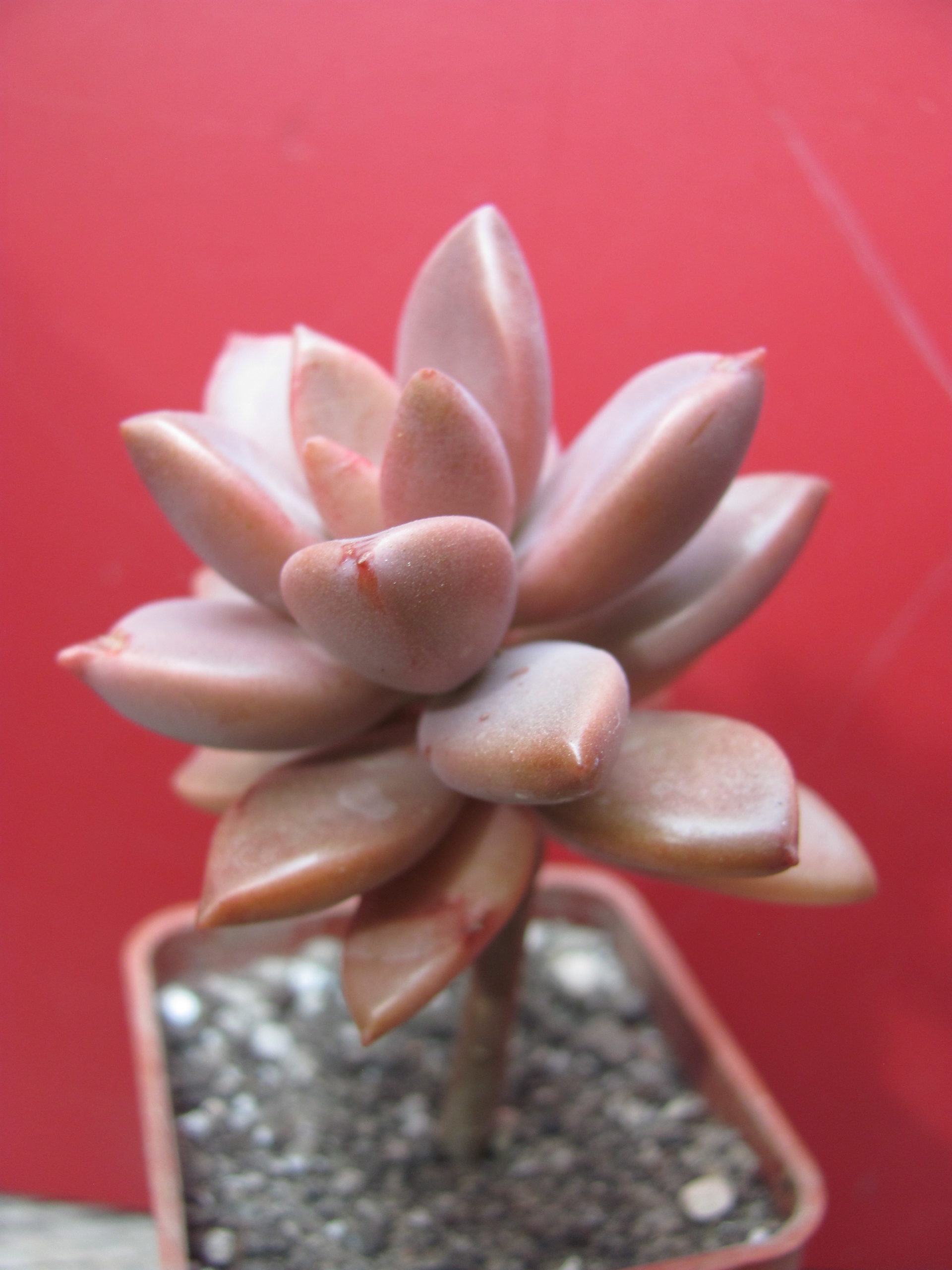 Sedeveria   Bronze  Beauty