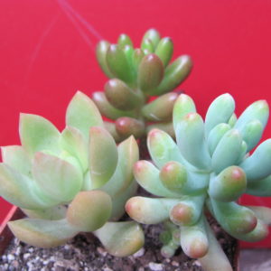 Sedum