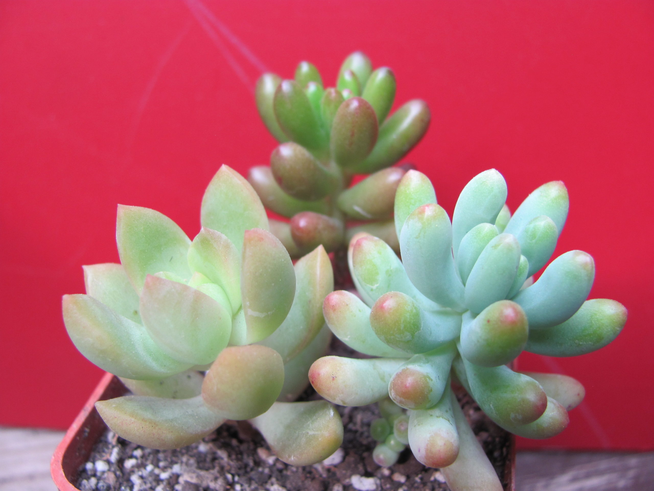 Sedum