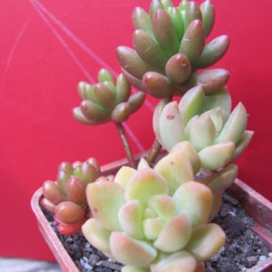 Sedum