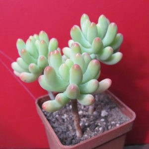 Sedum   pachyphyllum