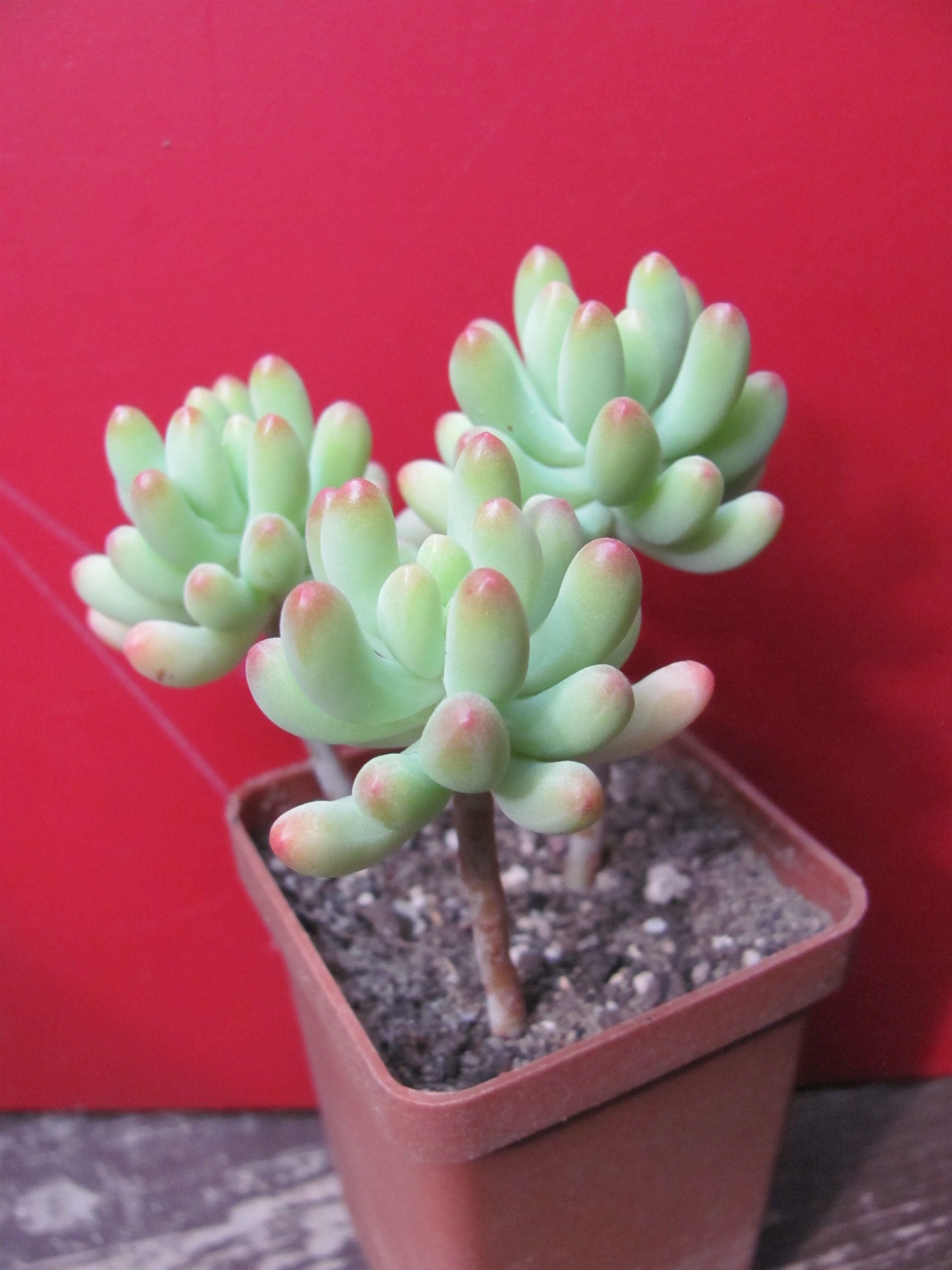 Sedum   pachyphyllum