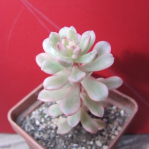 Sedum    *Joyce   Tulloch*   variegata