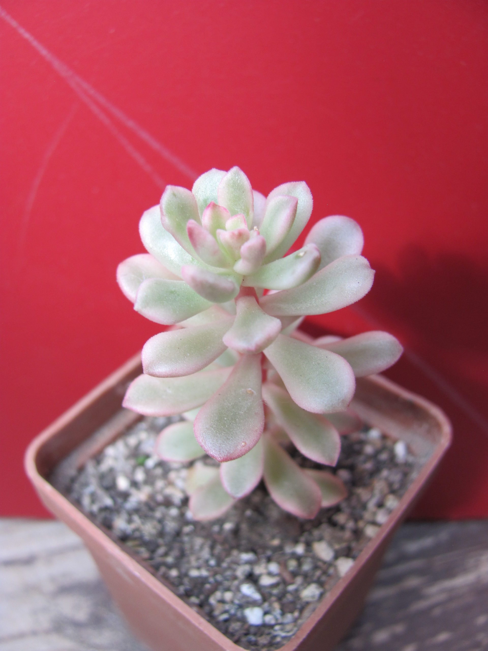 Sedum    *Joyce   Tulloch*   variegata