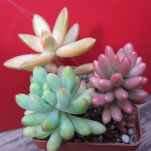 Sedum