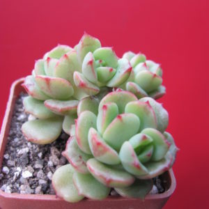 Sedeveria  Pudgy        ( Echeveria )