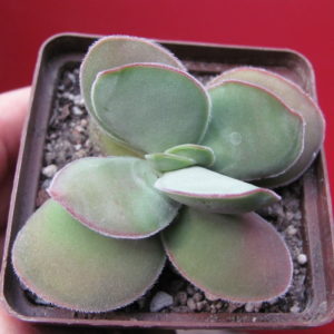 Crassula   cotyledonis