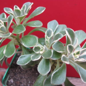 Aeonium   domesticum    variegata