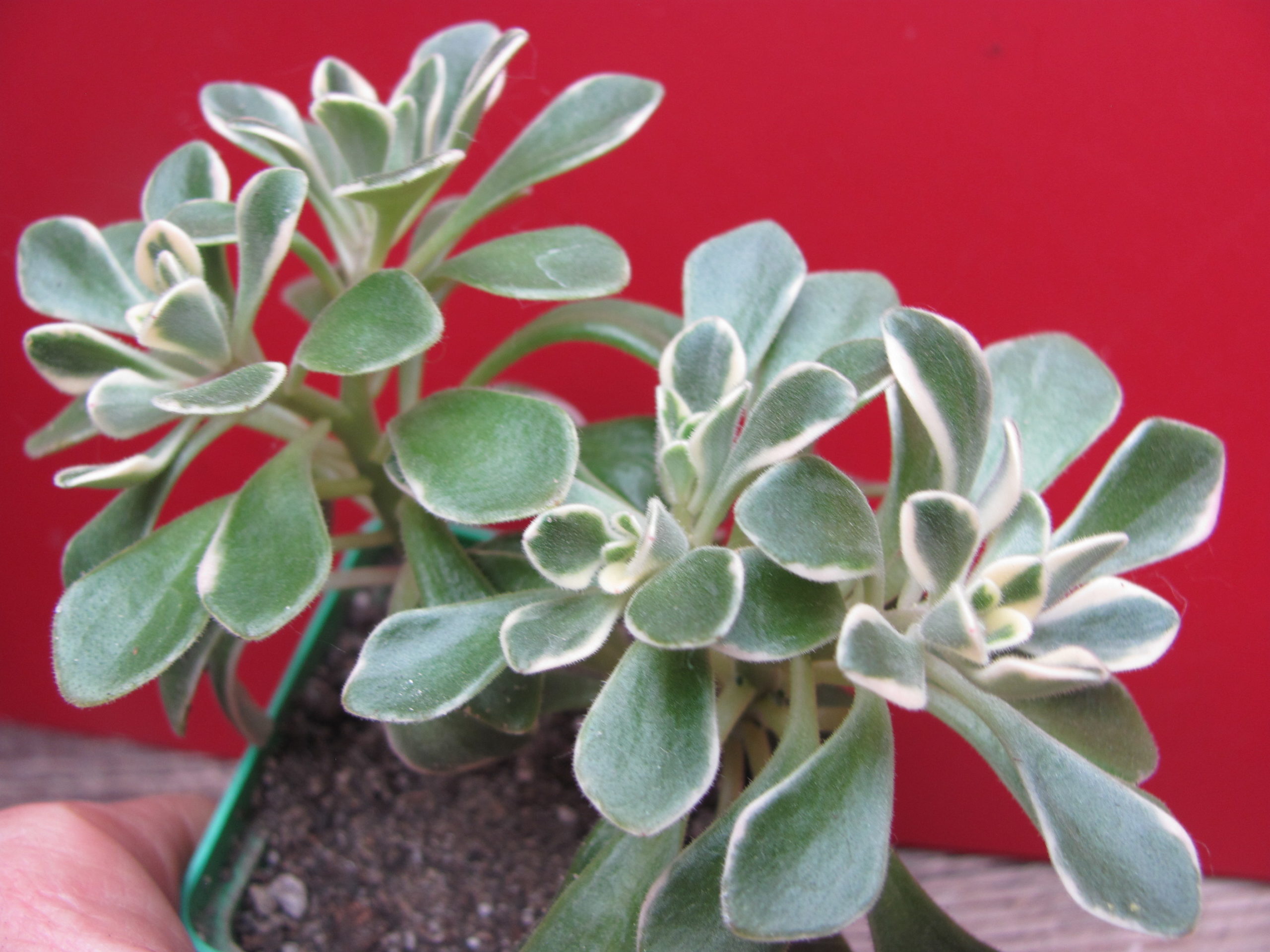 Aeonium   domesticum    variegata