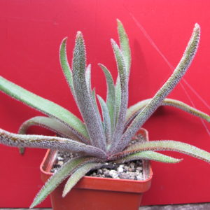 Crassula   hirta
