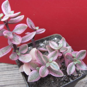 Crassula  volkensii   variegata