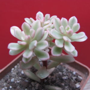 Sedum    Joyce   Tulloch      variegata