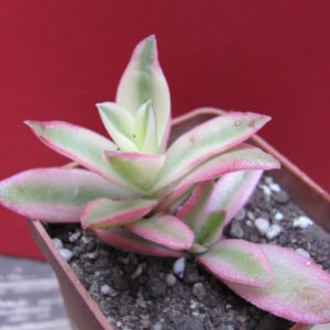 Crassula   Camfire   variegata